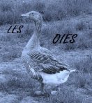 Les OIES /15