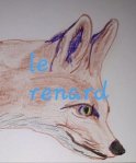 Le renard /14