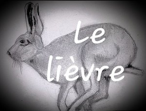Le LIEVRE /11