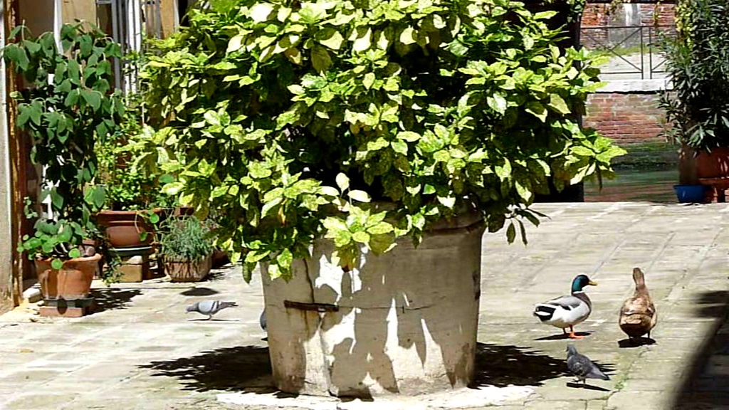 Pour qui se rend à Venise (&nbsp;pozzi)